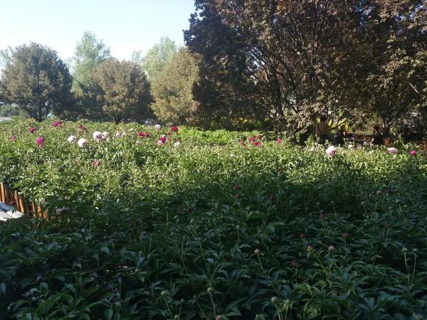 新增11個景點！這個家門口的免費公園，牡丹芍藥開得正好！