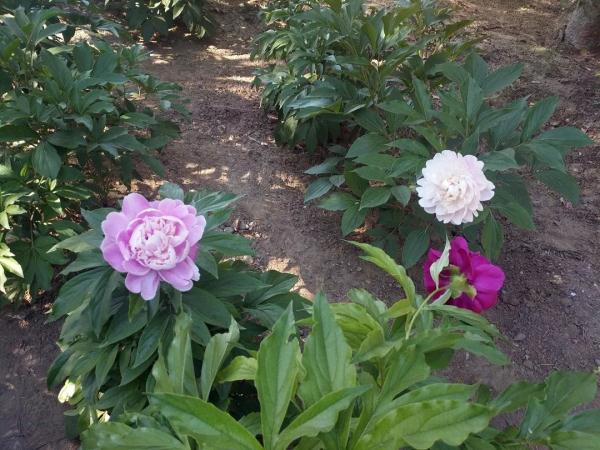 新增11個景點！這個家門口的免費公園，牡丹芍藥開得正好！
