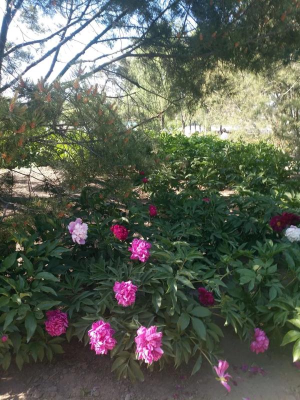 新增11個景點！這個家門口的免費公園，牡丹芍藥開得正好！