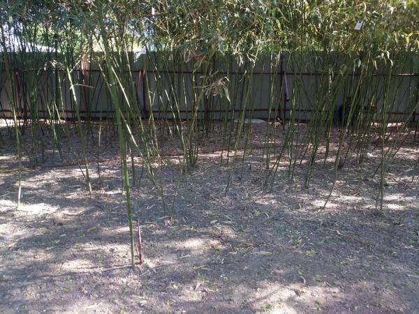 新增11個景點！這個家門口的免費公園，牡丹芍藥開得正好！