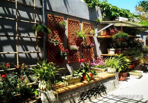 老城特色留白增綠，衚同微花園為社區增添“人情味兒”