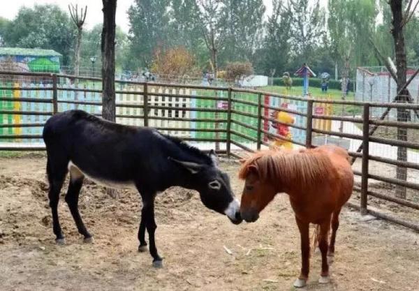 這個公園號稱“小西湖”，夏日荷花綻放，園內幽靜美好