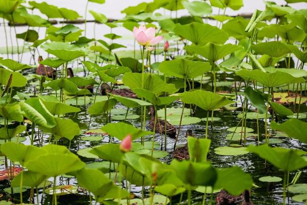 西海濕地公園 | 首都核心區的濕地公園