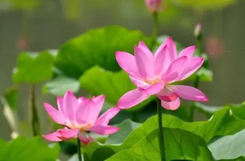 【公園活動資訊】2019北京紫竹院荷文化展時間及活動安排一覽表