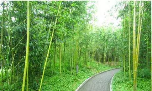 【公園活動資訊】2019北京紫竹院荷文化展時間及活動安排一覽表