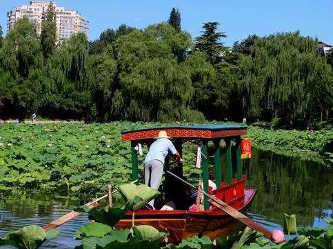 【公園活動資訊】2019北京紫竹院荷文化展時間及活動安排一覽表