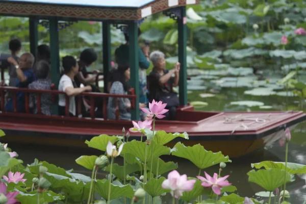 【公園活動資訊】2019北京紫竹院荷文化展時間及活動安排一覽表