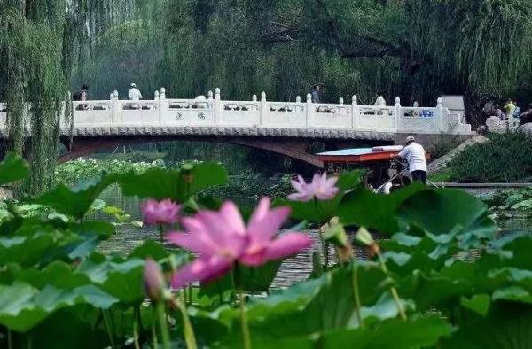 【公園活動資訊】2019北京紫竹院荷文化展時間及活動安排一覽表