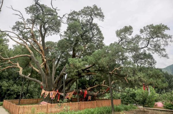 九摟十八杈跨越千年滄桑，古柏“壽星”今天依舊“年青”