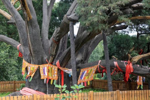 九摟十八杈跨越千年滄桑，古柏“壽星”今天依舊“年青”