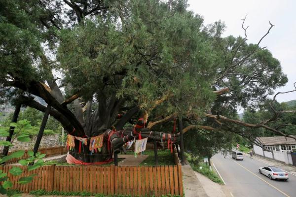 九摟十八杈跨越千年滄桑，古柏“壽星”今天依舊“年青”