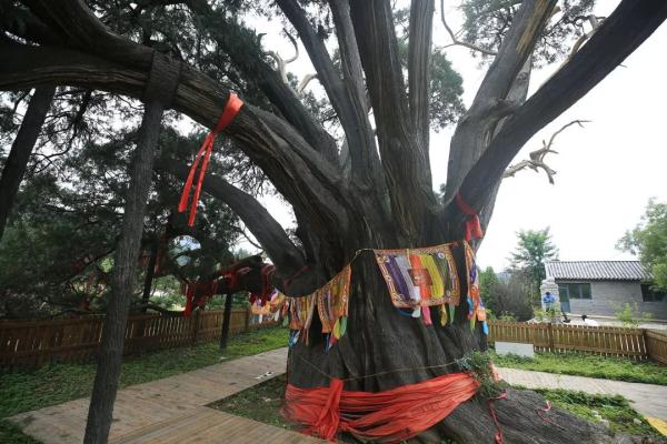 九摟十八杈跨越千年滄桑，古柏“壽星”今天依舊“年青”