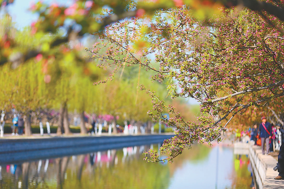 每年春季，元大都城垣遺址公園內小月河兩岸是賞花的好去處。 （方非 攝）