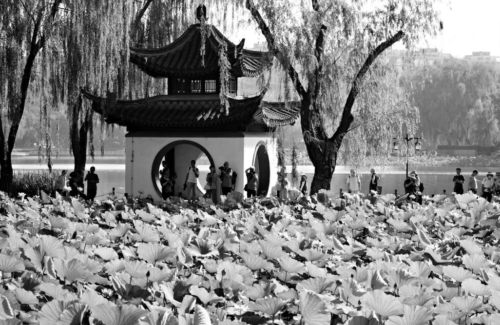 游客在陶然亭公園欣賞荷花