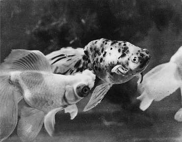 供仕宦人家選購的金魚品種價格不菲。