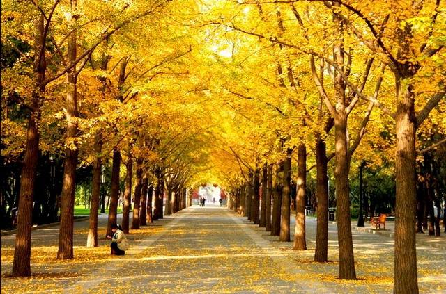 皇家壇廟：地壇公園