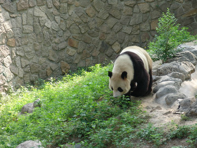 兒時的記憶：北京動物園