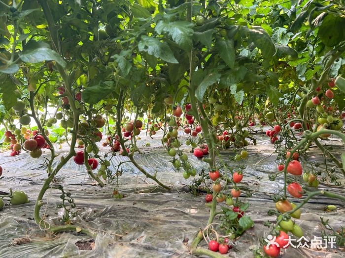 南宮農耕文化體驗園，體驗具有鄉村特點的採摘、農耕體驗等元素