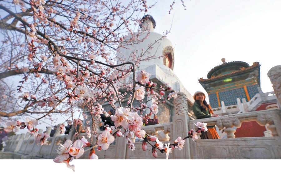 北海公園瓊華島的山桃與白塔形成經典畫卷。
