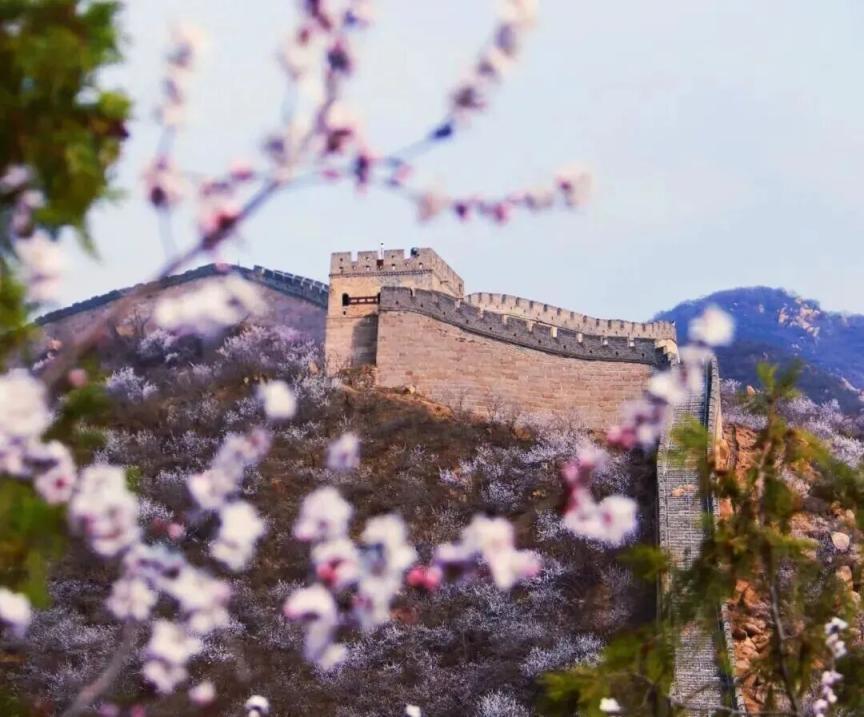 長城花海上線！北京六段長城春日賞花全攻略來了