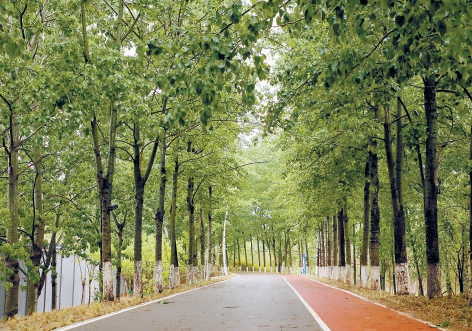 清河河口段綠樹掩映著開闊步道。