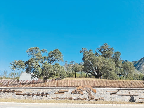 古柏公園落成後，九摟十八杈旁邊的擋墻被拆除，景觀也更協調。