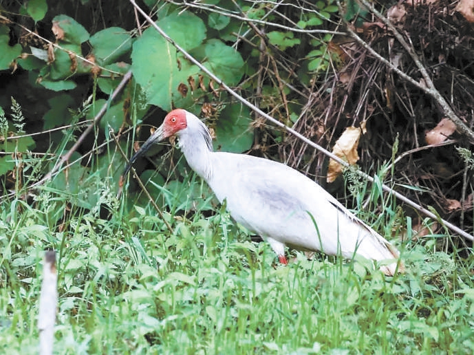北京動物園已繁育朱鹮70多只