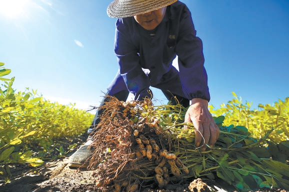 2022年9月5日，朝陽區金盞鄉沙窩村基本農田的花生地喜獲豐收。接下來一個月內，金盞鄉還將有玉米、稻子、黃豆、高粱等農作物陸續迎來收穫。v