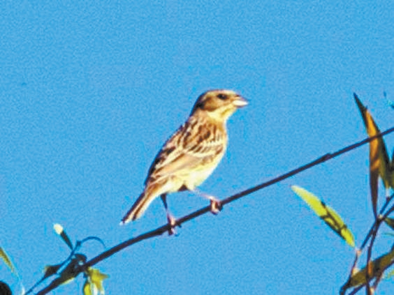 在枝頭停駐的世界極危物種黃胸鹀。