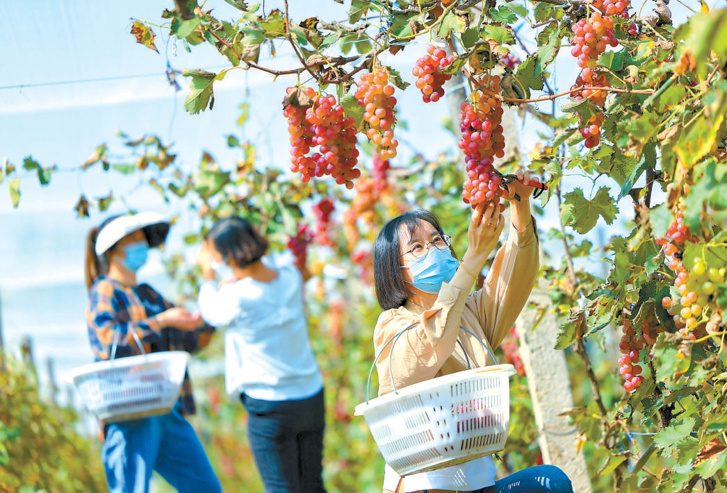 第六屆延懷河谷葡萄文化節開幕.