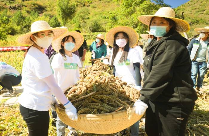 師生共同參與收糧比賽