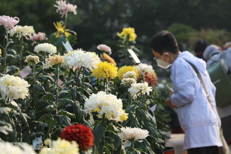 國家植物園菊花展