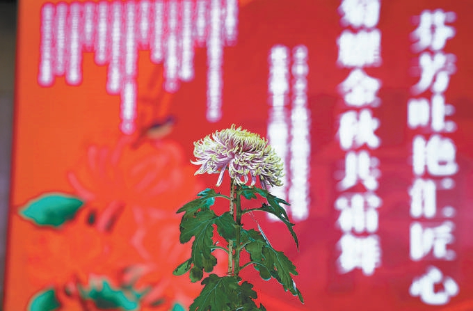 來自天壇公園的“碧目紫髯”成為今年的菊王。