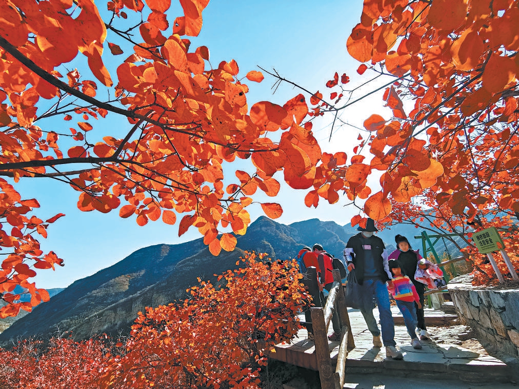 游人在房山區坡峰嶺景區觀賞紅葉美景。