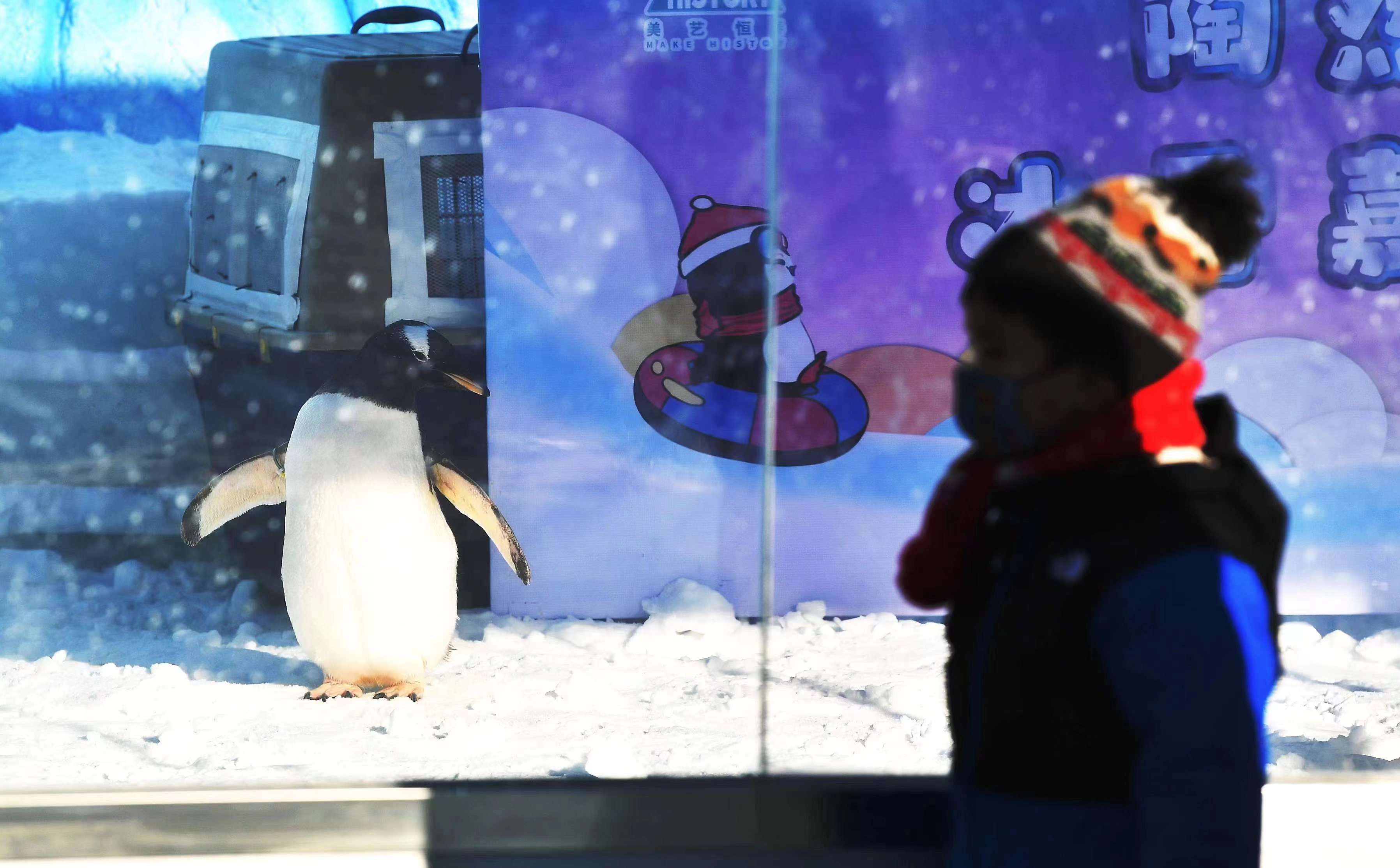 陶然亭公園冰雪嘉年華 企鵝觀賞
