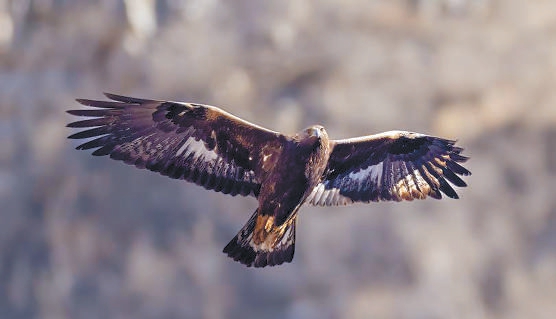 “猛禽之王”金雕。