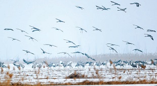 生態絕美 萬鳥齊飛 生態絕美 萬鳥齊飛