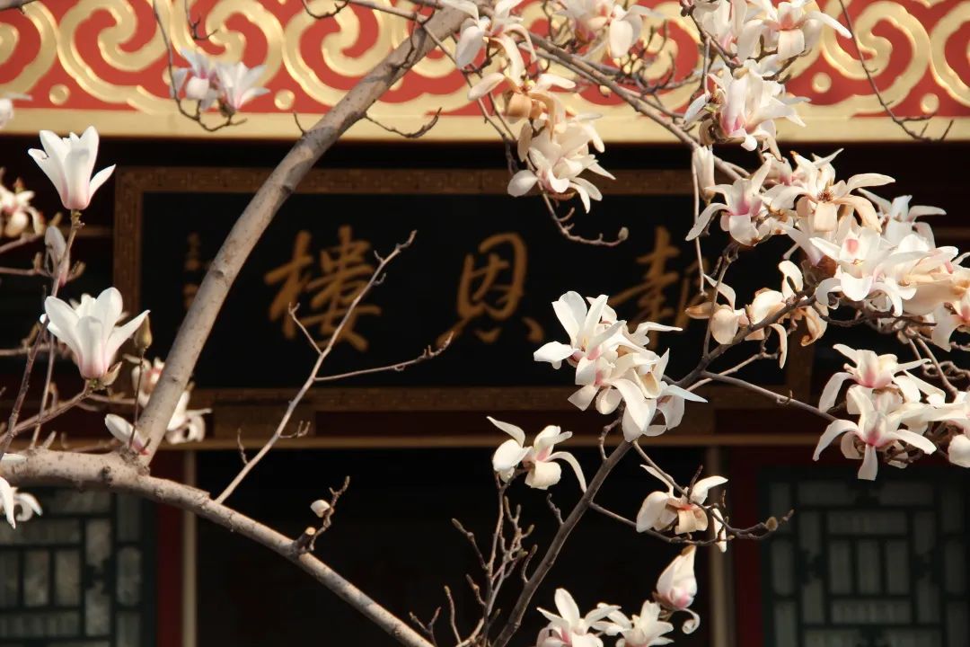市屬公園裏玉蘭樹眾多，隨着春意漸濃逐步綻蕾。頤和園、天壇等公園玉蘭栽種歷史久遠，往往獨樹成景。