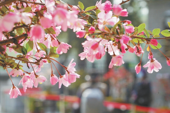 3月30日，陶然亭公園第八屆海棠春花文化節開幕。