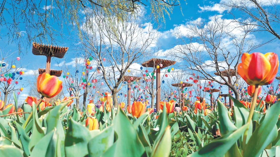 世園公園50萬株鬱金香迎來盛放季