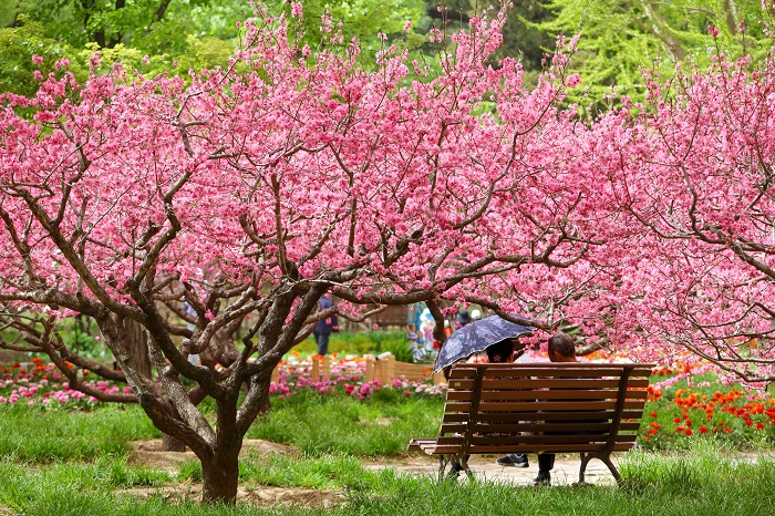 “香”遇春天——香山公園進入山花觀賞期