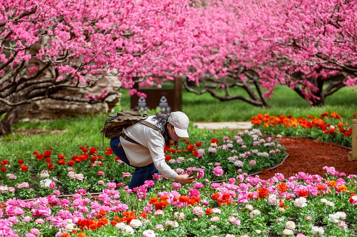 “香”遇春天——香山公園進入山花觀賞期