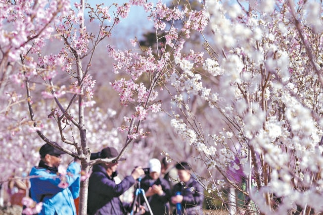 玉淵潭公園櫻花綻放，市民遊客沉浸式打卡賞花。