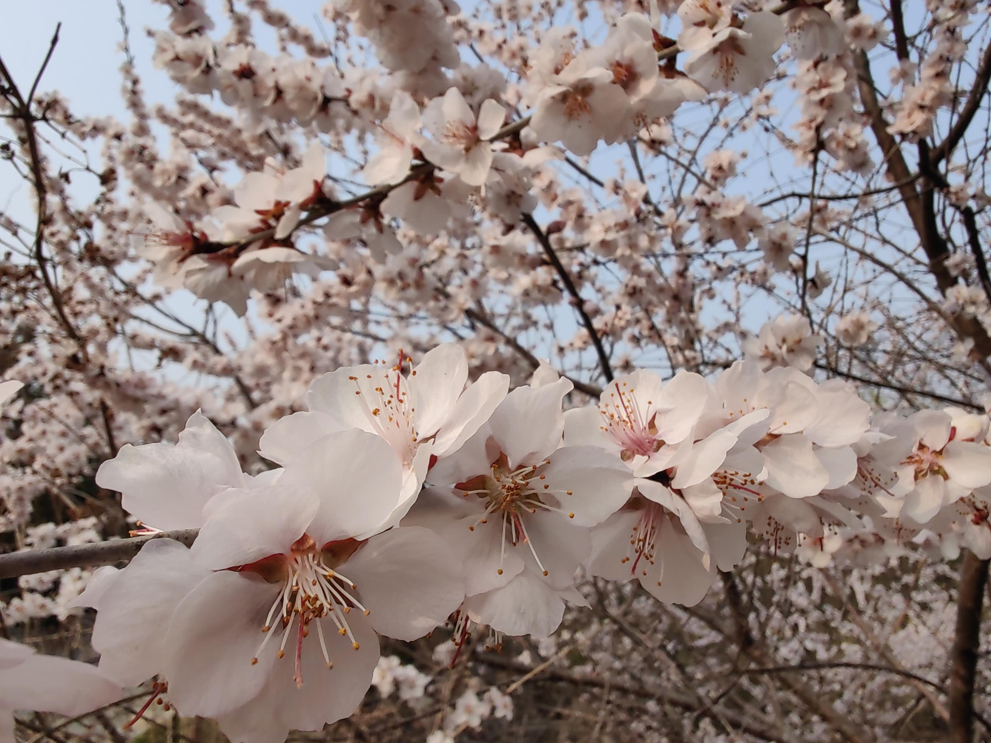 八大處公園杏花開，多種春花迎來最佳觀賞期