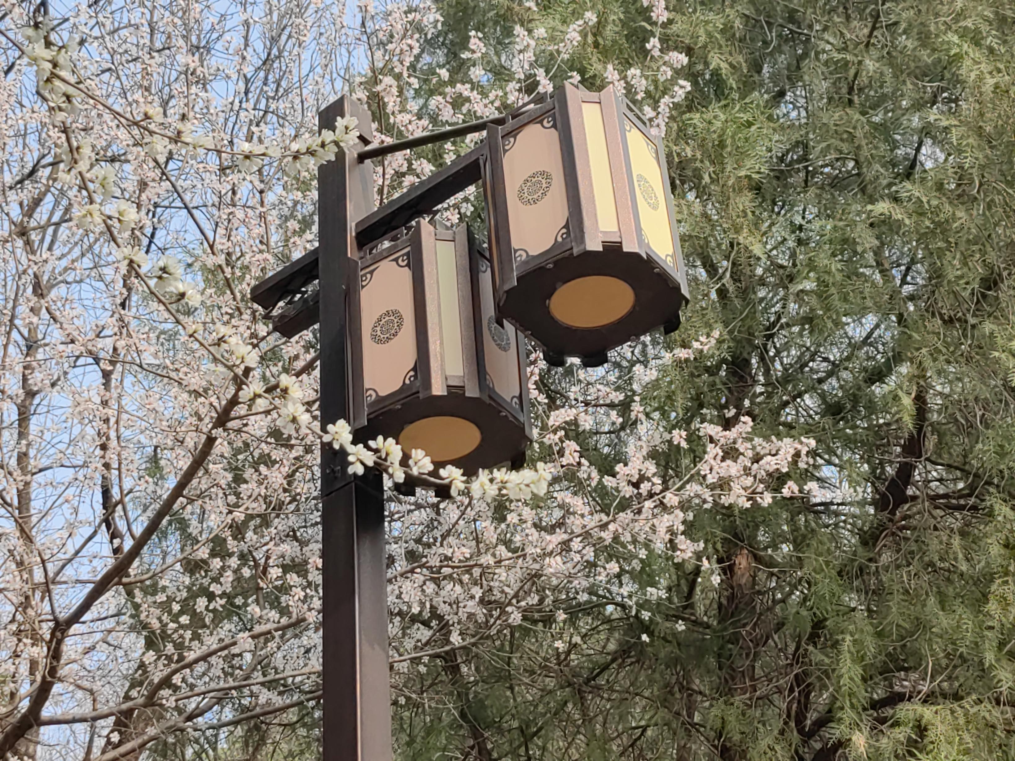 八大處公園杏花開，多種春花迎來最佳觀賞期