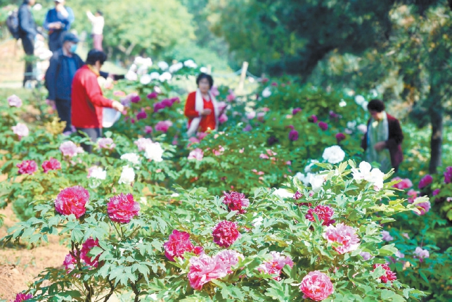 京城牡丹漸次進入盛開期，不少市民來到西山國家森林公園牡丹園賞花留影。（王海欣 攝）