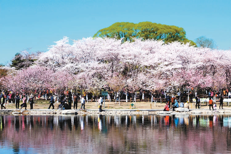 玉淵潭公園早櫻綻放，燦若雲霞，蔚為壯觀。