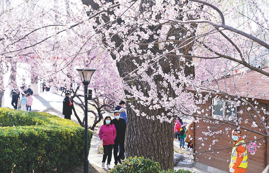玉淵潭公園一片桃紅柳綠，淡粉的山桃、嫩綠的柳芽，遠看如煙似霧，春意盎然。