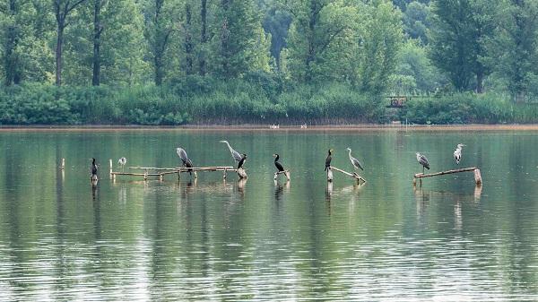 翠湖濕地鳥類雲集