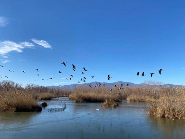 翠湖濕地鳥類雲集